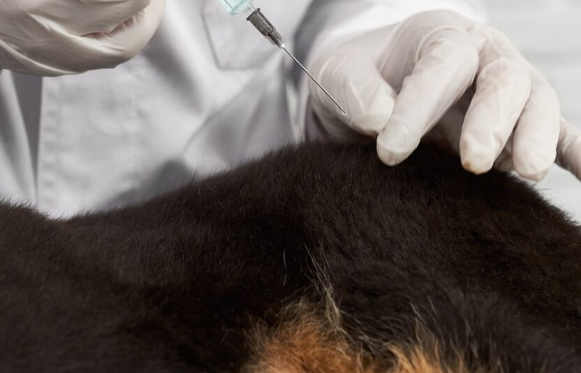 ветеринар делает собаке укол